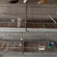 Gabbie zingate per canarini