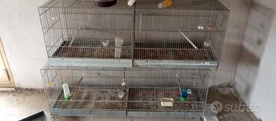 Gabbie zingate per canarini