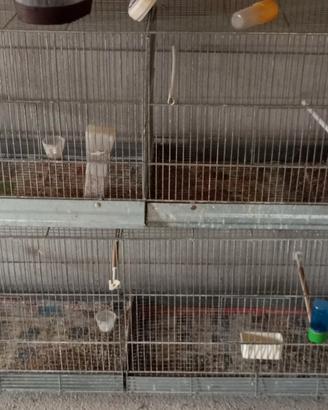 Gabbie zingate per canarini