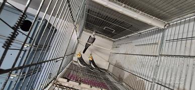 Calopsitie maschi adulti