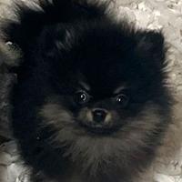 Cucciolo spitz pomerania maschio nero