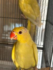 Parrochetti dal collare
