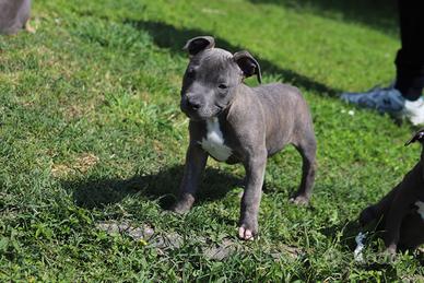 Ultimo cucciolo Blue Brindle in pronta consegna