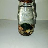 Mini acquario alghe marimo cm 5,5 x 13