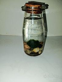 Mini acquario alghe marimo cm 5,5 x 13