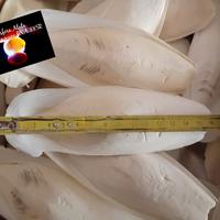 Ossi di seppia (1/2 kg 17€)
