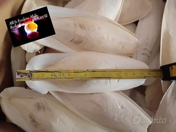 Ossi di seppia (1/2 kg 17€)