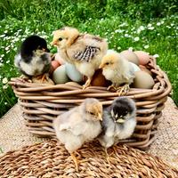 Pulcini prenotazioni 2026