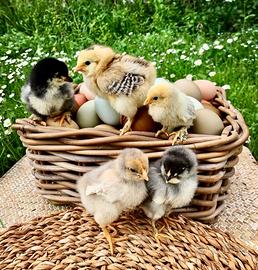 Pulcini prenotazioni 2026