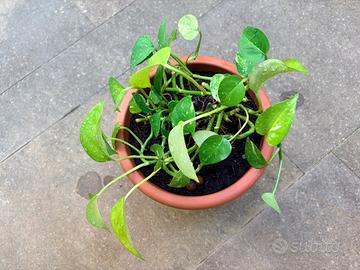 Pianta Pothos rampicante Vaso 22