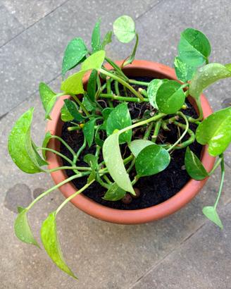 Pianta Pothos rampicante Vaso 22