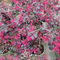 Loropetalum "Black Pearl"