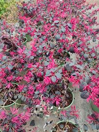 Loropetalum "Black Pearl"
