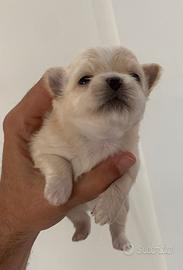 Cuccioli chihuahua chiwawa