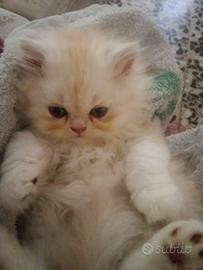 Gattina persiano chinchilla colore miele