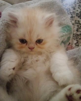 Gattina persiano chinchilla colore miele