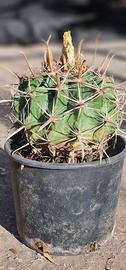 ferocactus 
