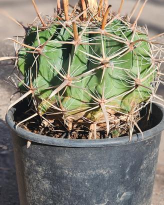 ferocactus 