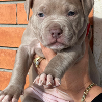 Cucioli Pitbull