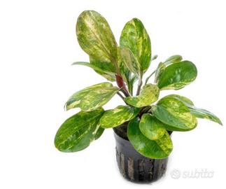 piante aquario rara