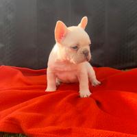 Cuccioli di bulldog francese lilac platinum