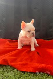 Cuccioli di bulldog francese lilac platinum