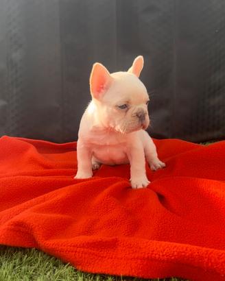 Cuccioli di bulldog francese lilac platinum