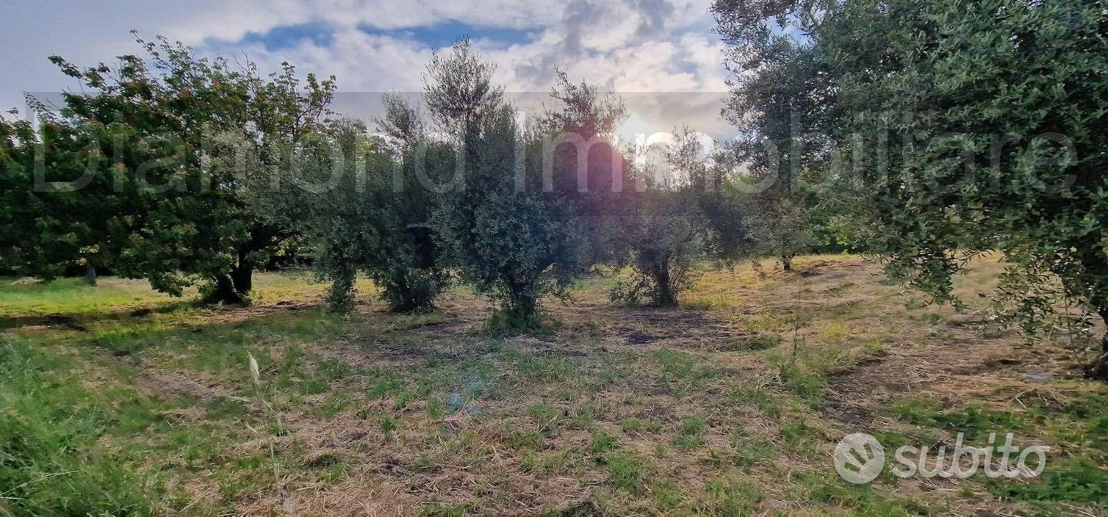 Rustico con uliveto e vigneto a Piedimonte Etneo - Altro