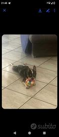 Buldog francese