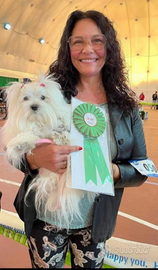 Maltese coreano taglia piccola, mamma pedigree