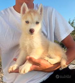 Siberian Husky con pedigree Enci