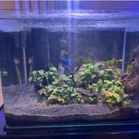 MINI ACQUARIO AMTRA 36LITRI 40X30CM