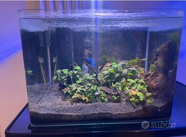 MINI ACQUARIO AMTRA 36LITRI 40X30CM