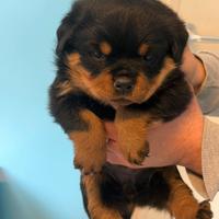 Cuccioli Rottweiler