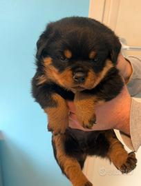 Cuccioli Rottweiler