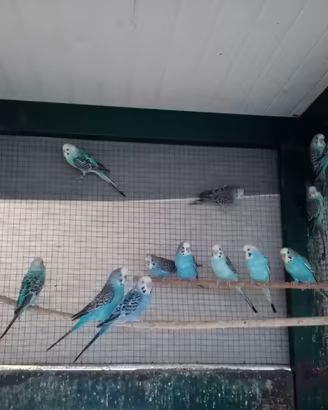 Pappagalli vari parrocchetti