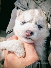 Siberian husky