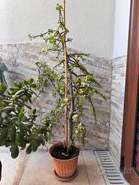 Pianta