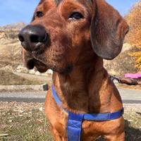 Disponibile per monta Alpenlaendische Dachsbracke