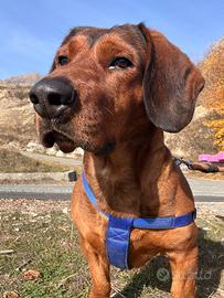 Disponibile per monta Alpenlaendische Dachsbracke