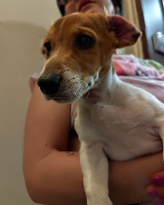 Jjack russel