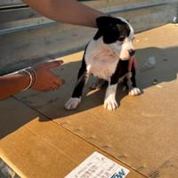 Cucciolo amstaff pedigree quasi pronta consegna