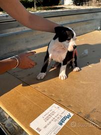 Cucciolo amstaff pedigree quasi pronta consegna