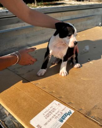 Cucciolo amstaff pedigree quasi pronta consegna