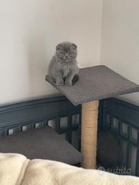 Scottish fold e straight