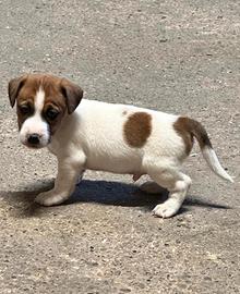 Cuccioli di jack russell terrier