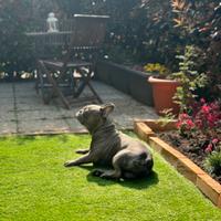 Bulldog francese per monta