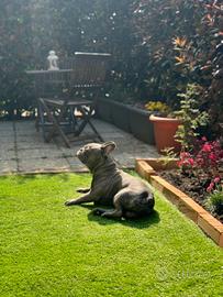 Bulldog francese per monta