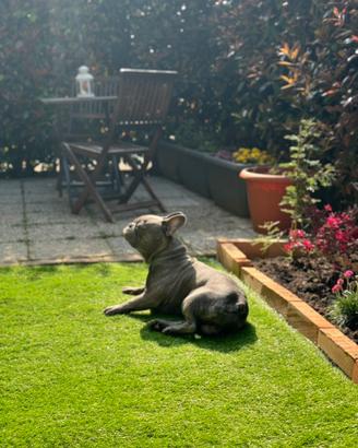 Bulldog francese per monta