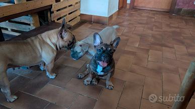 bulldog francese 